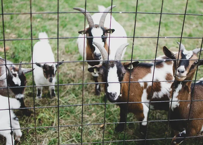Pensjonat U Statku 3*